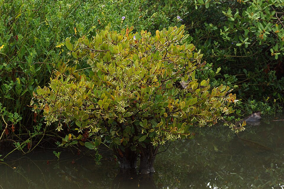 Aegiceras corniculatum mangrove field reference photograph
