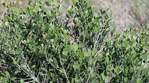 Avicennia germinans mangrove field reference photograph