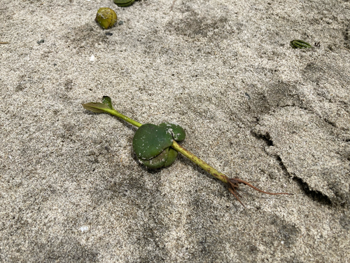 Mangrove roots and coastal habitat