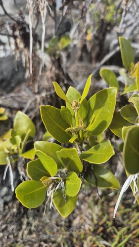 Avicennia marina mangrove field reference photograph