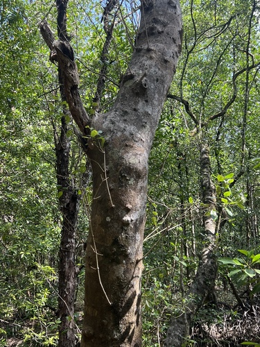 Avicennia officinalis mangrove field reference photograph