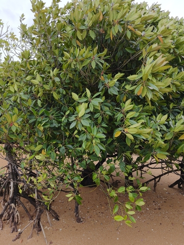 Bruguiera gymnorhiza mangrove field reference photograph