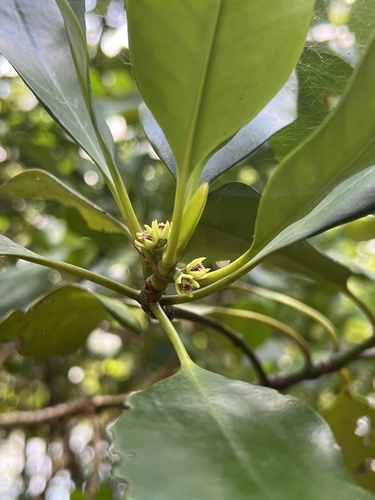 Ceriops decandra mangrove field reference photograph