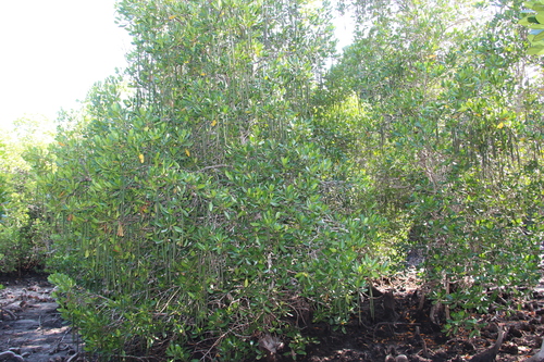 Ceriops tagal mangrove field reference photograph