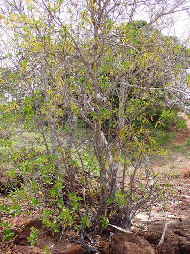 Excoecaria agallocha mangrove field reference photograph