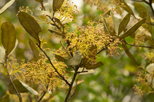 Heritiera fomes mangrove field reference photograph