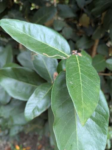 Heritiera littoralis mangrove field reference photograph