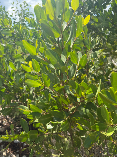 Laguncularia racemosa mangrove field reference photograph