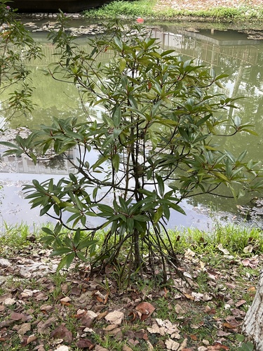 Rhizophora apiculata mangrove field reference photograph