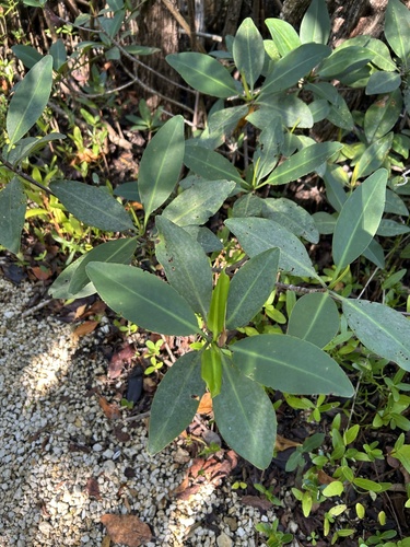 Rhizophora mangle mangrove field reference photograph