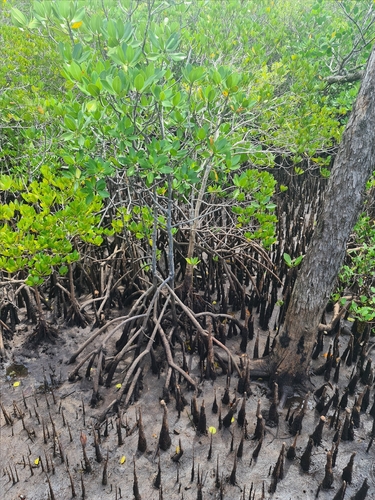 Mangrove stem and root field reference