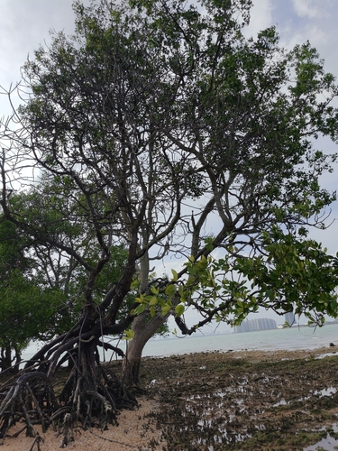 Rhizophora mucronata mangrove field reference photograph