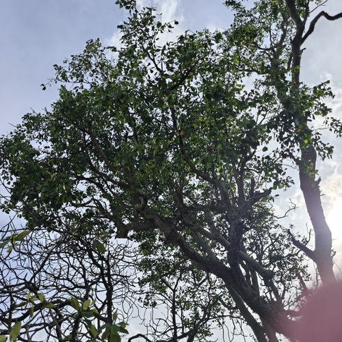 Sonneratia alba mangrove field reference photograph