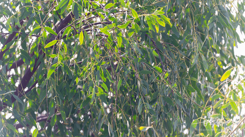 Sonneratia apetala mangrove field reference photograph